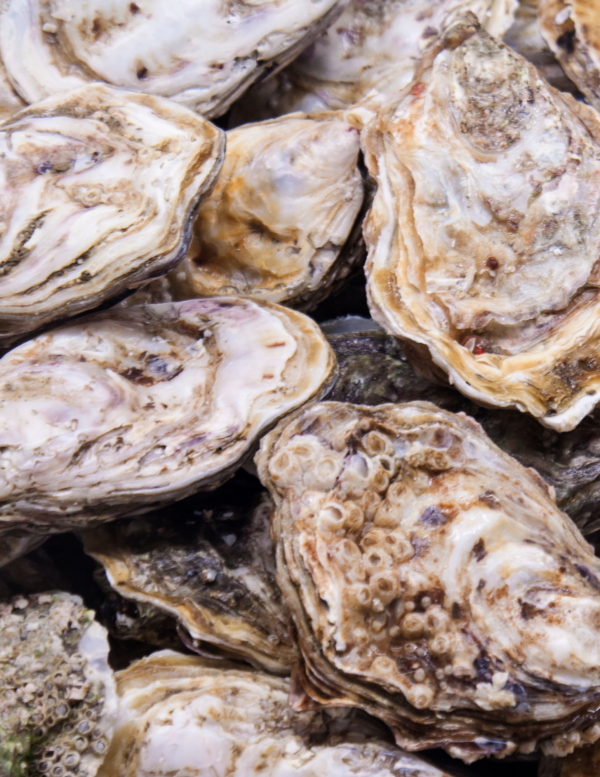 Gulf Coast Oysters – 30lb sack – Groomer's Seafood